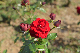 image0295