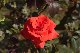 image0297