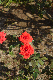image0298
