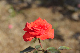 image0305