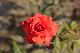 image0306