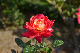 image0308