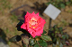 image0309