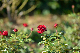 image0315
