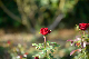 image0316