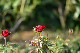 image0317