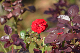 image0321