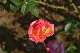 image0323