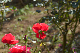 image0329