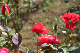 image0330