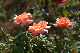 image0332