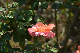 image0333