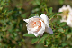 image0335