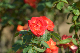 image0337
