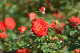 image0338