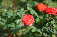 image0339