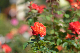 image0340