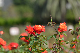 image0342