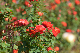 image0345