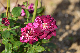 image0352