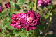 image0358