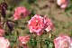 image0360