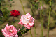 image0362
