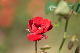 image0364
