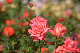 image0365