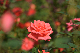 image0367