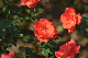 image0369