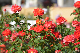 image0373