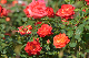 image0374