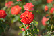 image0375