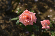 image0378