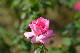 image0380