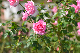 image0382