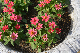 image0387