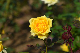 image0393