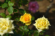 image0394