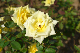image0395