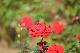 image0399