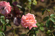 image0406