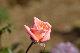 image0407