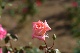 image0409