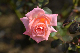 image0410