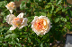 image0411