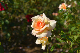 image0413