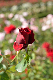 image0414