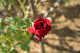 image0415